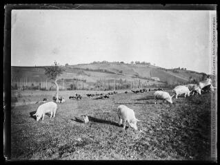 1 vue  - Cochons au pacage et basse-cour. - [entre 1890 et 1920]. - Photographie (ouvre la visionneuse)