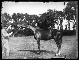 1 vue  - Dans un pré : un cheval tenu par un homme. - [entre 1890 et 1920]. - Photographie (ouvre la visionneuse)