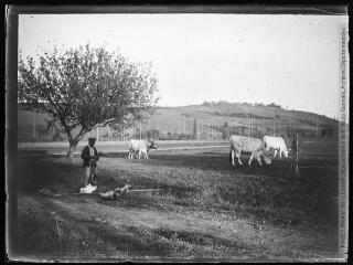 1 vue  - Paysan et boeufs au pacage à Jouan Nadaou. - [entre 1890 et 1920]. - Photographie (ouvre la visionneuse)