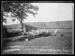 1 vue  - Cochons au pacage et basse-cour. - [entre 1890 et 1920]. - Photographie (ouvre la visionneuse)