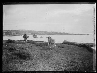 1 vue  - Biarritz : chevaux sur le plateau du phare et vue générale sur la ville. - 1902. - Photographie (ouvre la visionneuse)