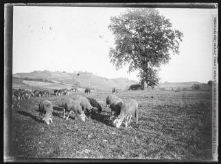 1 vue  - Moutons au pâturage. - [entre 1890 et 1920]. - Photographie (ouvre la visionneuse)