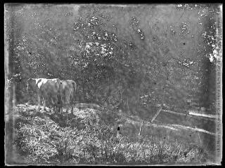 1 vue  - Deux bovins et outillage agricole. - [entre 1890 et 1920]. - Photographie (ouvre la visionneuse)