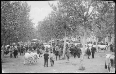 1 vue - Le Gers. 285. Fleurance : le champ de foire. - Toulouse : maison Labouche frères, [entre 1900 et 1940]. - Photographie (ouvre la visionneuse)