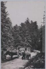 2 vues - S.-O. (4e série). 151. Forêt des Fanges (Aude) : transport du bois. - Toulouse : maison Labouche frères, [entre 1900 et 1940]. - Photographie (ouvre la visionneuse)