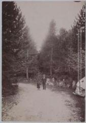 2 vues - S.-O. 4e série. 442. Belcaire (Aude) : route de la forêt de la Plaine. - Toulouse : maison Labouche frères, [entre 1900 et 1920]. - Photographie (ouvre la visionneuse)