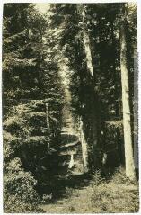 2 vues - Vallée de l\'Aude. 152. La forêt des Fanges / photographie Amédée Trantoul (1837-1910). - Toulouse : maison Labouche frères, [entre 1900 et 1910]. - Photographie (ouvre la visionneuse)