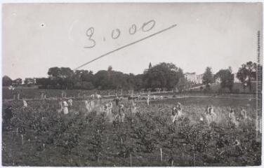 2 vues  - Domaine de Bresson près Perpignan : le soufrage des vignes. - Toulouse : maison Labouche frères, [entre 1900 et 1920]. - Photographie (ouvre la visionneuse)