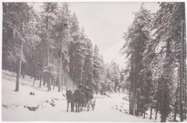 2 vues  - Les Pyrénées (6e série). 797. Font-Romeu : la forêt en hiver / photographie Henri Jansou (1874-1966). - Toulouse : maison Labouche frères, [entre 1900 et 1930]. - Photographie (ouvre la visionneuse)