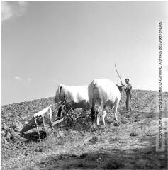 2 vues - Serres (Aude) : labours d\'automne dans le Lauragais (charrue) / Jean Ribière photogr. - Août 1955. - 2 photographies (ouvre la visionneuse)