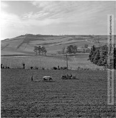 2 vues - Saint-Félix-Lauragais, près de Revel : labours (charrue, tracteur) / Jean Ribière photogr. - [entre 1950 et 1960]. - 2 photographies (ouvre la visionneuse)
