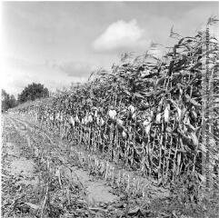2 vues Environs de Salles-sur-Garonne : champs de maïs / Jean Ribière photogr. - [entre 1950 et 1970]. - 2 photographies