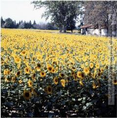 1 vue - [Lauragais] : champ de tournesols en fleur / Jean Ribière photogr. - [entre 1950 et 1970]. - Photographie (ouvre la visionneuse)