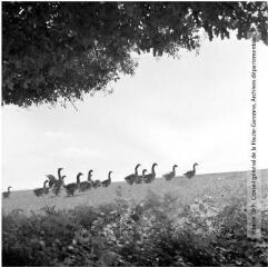 1 vue - Montesquieu-Volvestre : oies grises dans un champ / Jean Ribière photogr. - [entre 1950 et 1970]. - Photographie (ouvre la visionneuse)