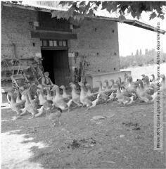 1 vue - Montesquieu-Volvestre : oies grises dans la cour d\'une ferme / Jean Ribière photogr. - [entre 1950 et 1970]. - Photographie (ouvre la visionneuse)
