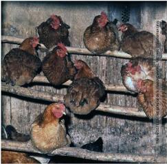 1 vue - [Haute-Garonne] : aviculture : poules pondeuses brunes / Jean Ribière photogr. - [entre 1950 et 1970]. - Photographie (ouvre la visionneuse)