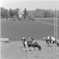 2 vues - Saint-Félix-Lauragais : vaches à l\'herbage / Jean Ribière photogr. - [entre 1950 et 1970]. - 2 photographies (ouvre la visionneuse)