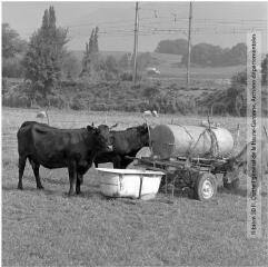 2 vues - Haute-Garonne : vaches dans un champ près de l\'abreuvoir / Jean Ribière photogr. - [entre 1950 et 1970]. - 2 photographies (ouvre la visionneuse)