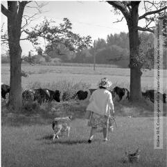 1 vue  - Salles-sur-Garonne : troupeau de vaches et gardienne / Jean Ribière photogr. - [entre 1950 et 1970]. - Photographie (ouvre la visionneuse)