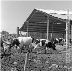 2 vues - Salles-sur-Garonne : élevage de vaches en stabulation libre / Jean Ribière photogr. - [entre 1950 et 1970]. - 2 photographies (ouvre la visionneuse)