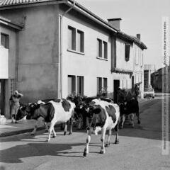 1 vue - Vaches. Salles-sur-Garonne / Jean Ribière photogr. - [entre 1950 et 1970]. - Photographie (ouvre la visionneuse)
