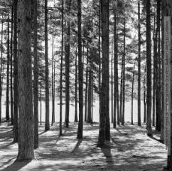 1 vue - La forêt à Saint-Ferréol (31) / Jean Ribière photogr. - [entre 1950 et 1970]. - Photographie (ouvre la visionneuse)