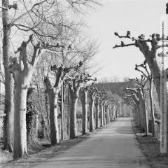 1 vue - Allée de platanes dans une entrée de village / Jean Ribière photogr. - [entre 1950 et 1970]. - Photographie (ouvre la visionneuse)