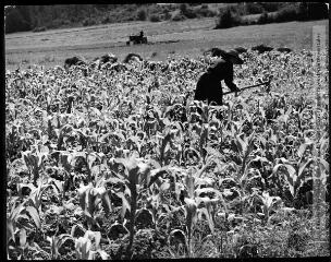 1 vue - Paysage du Lauragais. Culture du maïs : ici le binage / Jean Ribière photogr. - [entre 1950 et 1970]. - Photographie (ouvre la visionneuse)