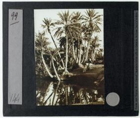 1 vue - 99. [Kébili : dans la palmeraie : les palmiers au bord de l\'eau]. - [fin octobre à décembre 1927]. (ouvre la visionneuse)