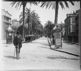 1 vue  - Hyères. Avenue des palmiers. 5 avril 1902. (ouvre la visionneuse)