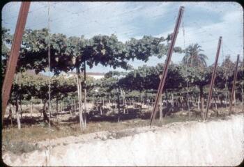 31 vues 2508-2509. Lanjarón : du Castillo del Diable. 2510. Orgiva : l'église. 2510 bis, 2511-2514. Pampaneira. 2515. Bayacas (au nord d'Orgiva). 2516. Orgiva : olivier. 2517-2518. Vallée du rio Capileira : du bassin d'Orgiva. 2519. Soportújar : de la route d'Orgiva à Cadiar. 2520. Rive gauche du Guadalfeo : 6 km amont d'Orgiva. 2521-2522. Torvizcón. 2523. Marnes au sud d'Orgiva. 2524-2525. Cádiar. 2526. Vallée du Rio Mecina du col de Cadiar : sierra de Gádor. 2527. Région montagneuse de l'Alpujarra : la sierra de Gádor : vue entre Yegen et Válor. 2528. Válor. 2529. Sierra de Gádor. 2530-2531. Válor (Alpujarra) : séchage des piments rouges. 2532. Alpujarra : bassin d'Ugíjar. 2533. Marnes. 2534. De 15 km au nord de Berja vers la Sierra Nevada : Mulhacem, Alcazaba. 25