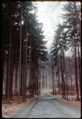 2 vues A 3472-3474. Une forêt.