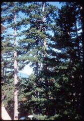 37 vues C 3667-3670. Kosovo : forêt, paysage montagneux. C 3675-3698. Prizren : église de la Vierge de Ljevi?a, mosquées, tour, ville, rivière. B 3699-3707. Pâturages et montagne.