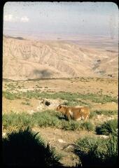 7 vues 99. Djebel Tafaraoui (Oranais) vu du nord. 100, 102. Marnes de St Abdallah et vues du Djebel Tafaraoui. 101. Sommet du Djebel Tafaraoui. 103. Marnes tertiaires au nord du Djebel Tafaraoui. 104-105. Barrage de l'Oued. Tafaraoui.