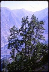 8 vues Khinjan, nord du Salang (Afghanistan). Vers 2800 mètres : formation à genévrier avec fétuque. Friture de truites sous les mûriers. Genévrier vers 2700 mètres : couloirs d'éboulis nus en versant sud. Vers 2800 mètres : genévrier. Verger de mûriers : bord de la route du nord vers 2200 mètres. Vallée Ouest-Est, vers 2500 mètres : genévriers, sauges, fétuques. Genévrier sur arêtes rocheuses, steppe sur couloirs à dépôts meubles, vers 2700 mètres. Vers 2700 mètres : coussinets et oseilles sur arènes, couloirs sud sous végétation (éboulis mouvants).