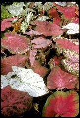 8 vues A 326-332. Lafayette (Louisiane) : magnolias, Green House (fleurs), department of biochemistry (université, biochimie).