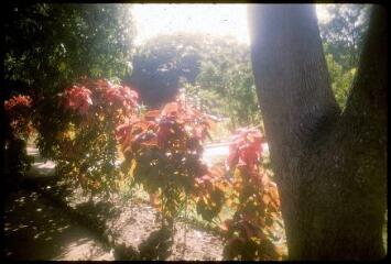 1 vue A 4995. Pondichéry (Tamil Nadu) : fleurs.