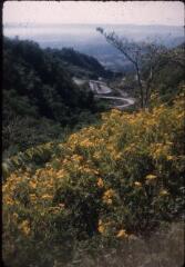 30 vues A 4820-4850. Inde : panorama des montagnes (vue vers le Nanda Devi, chaîne du Garhwal), paysage de la région de Mussoorie (Uttarakhand), espèces végétales.