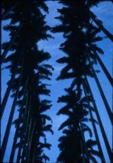 9 vues B 4991 bis-4999. Peradeniya (Sri Lanka) : jardin botanique.