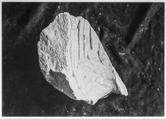 2 vues Film 20, cliché 17. Aile d'une aigle impériale provenant du trophée. Marbre blanc. Inventaire spécial des statues du Forum.