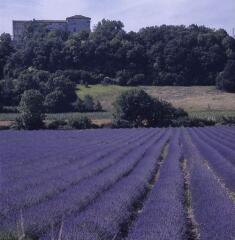 2 vues Un champ de lavande.