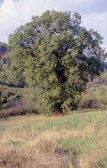 3 vues Un arbre dans un pré.