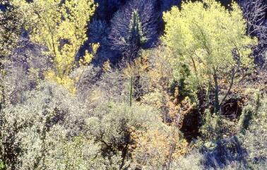 3 vues Vues sur les forêts de feuillus.