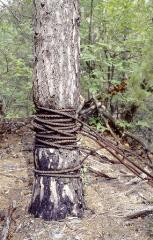 3 vues Ancien site minier du Salver : pin servant de point d'ancrage d'un câble minier.