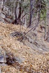 3 vues Vues d'un sous-bois en automne-hiver.