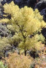 5 vues Vues de feuillus de différentes teintes.