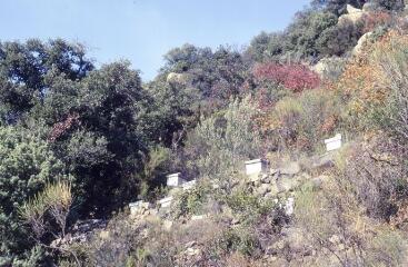 2 vues Vues de ruches.