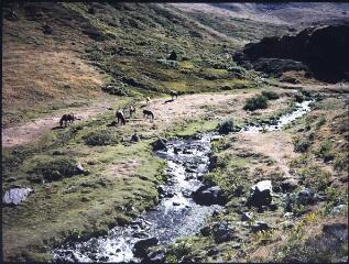 2 vues Vue d'une rivière et de chevaux en montagne.