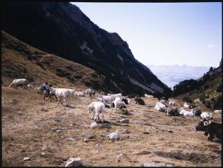 2 vues Troupeaux de vaches en montagne.