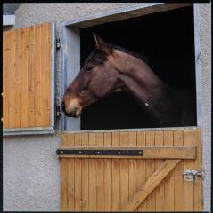 3 vues Cheval dans une écurie, sortant sa tête par la fenêtre.